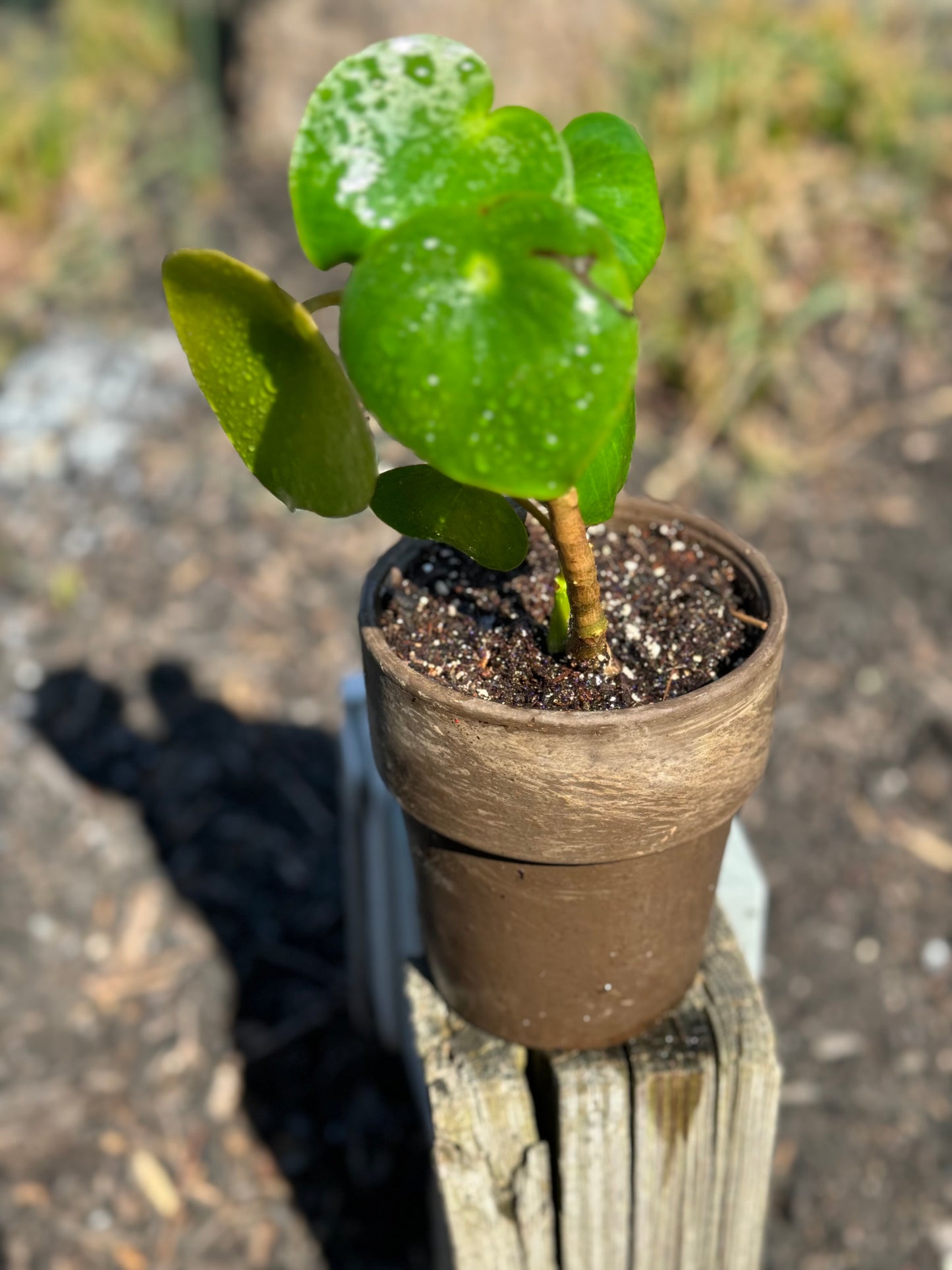 Chinese Money Plant