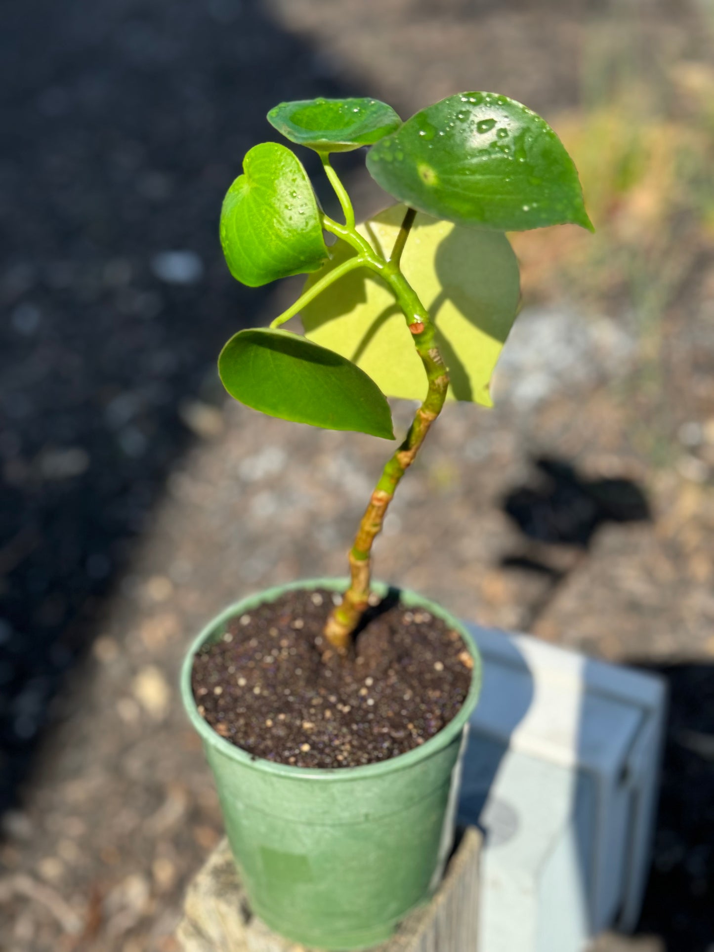 Chinese Money Plant