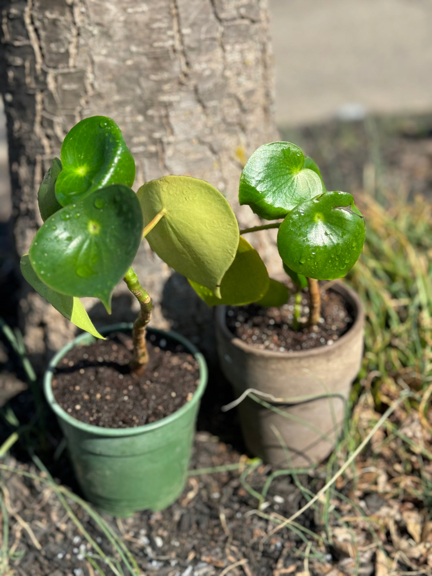 Chinese Money Plant