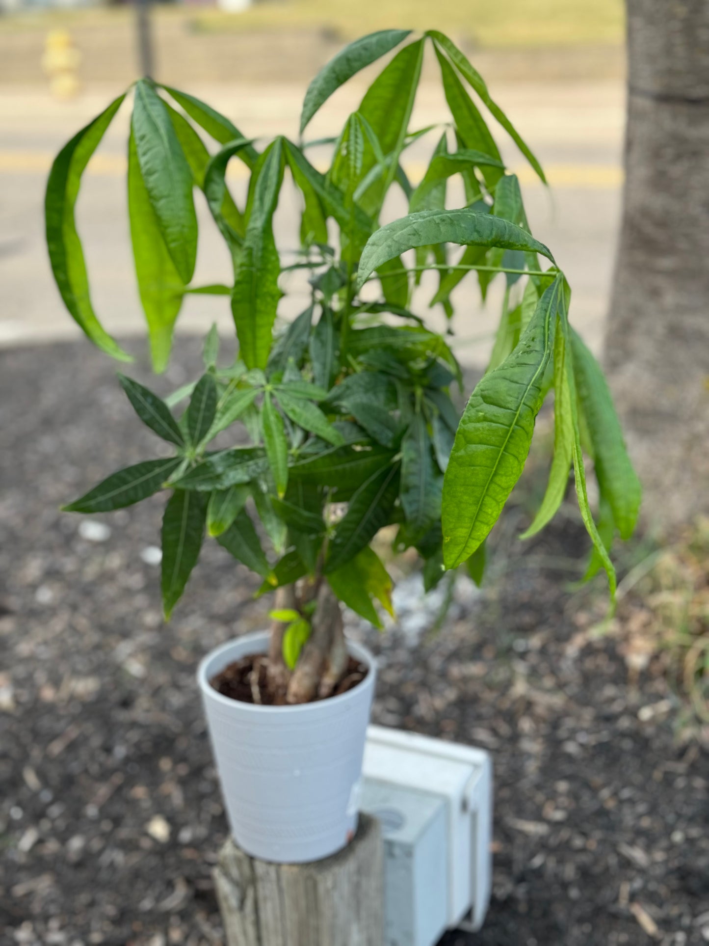 Money Tree Plant